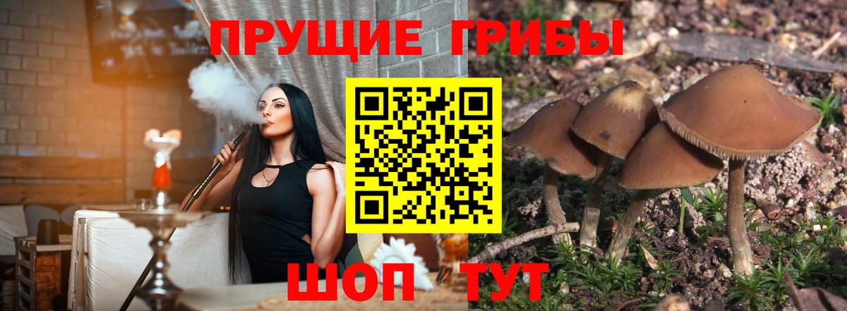 Псилоцибиновые грибы мицелий Кинешма